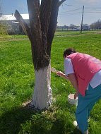 Новости Питерки  В рамках апрельского месячника продолжается благоустройство территории ГУЗ СО "Питерская районная больница" - окрашиваются деревья.