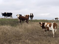 Посетили крестьянско - фермерское хозяйство Виктора Бочарова в селе Малый Узень